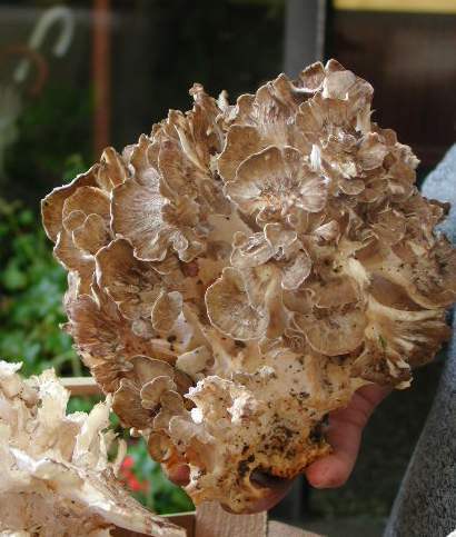  Image name: Barbagino2.jpg 
 width: 410 pixel 
 height: 483 pixel 
 Size: 33176 bytes 
 Click to enlarge 